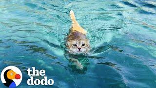 Sailboat Cat Loves To Dive Into The Water | The Dodo