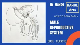 How to Draw Male Reproductive Systems in easy steps; in Hindi | Class 10 @RAHULArts_Biology