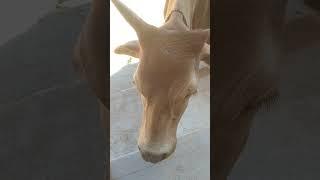 #Animals lover #Cow Video #Youtube Short Video #shortclips