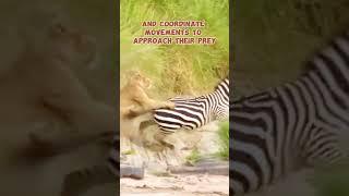 Predatory Dynamics on the Savannah: Lions' Strategic Attacks on Zebras.