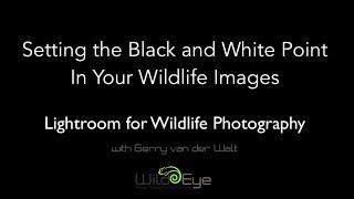 Episode 1:  Setting the Black and White Point in Your Wildlife Images