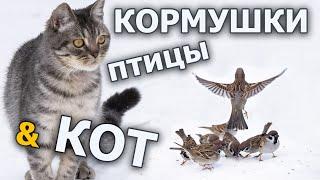 Можно ли вешать кормушки для птиц, если есть кошки?