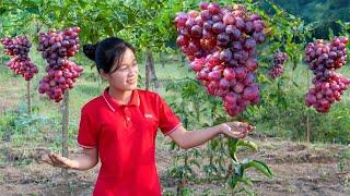 Harvest Vineyard Fruit Goes to market sell - Harvesting and Gardening | Ella Daily Life