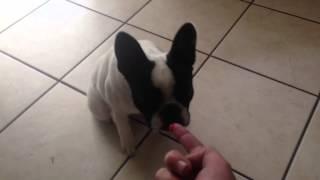 French Bulldog Eats Hot Chilli Sauce