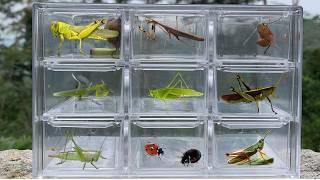 Tiny Insects: Captured & Observed ‼️ mantis,lizard,grasshoppers