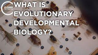 What is Evolutionary Developmental Biology? | Episode 2303 | Closer To Truth