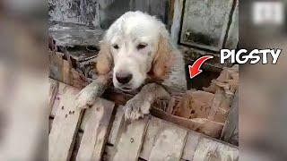 Saving a Golden Retriever Who Lives in a Pigsty