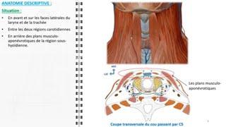 ANATOMIE FMPM  LA GLANDE THYROIDE