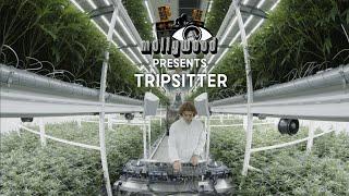 MOLLYWOOD CANNABIS PLANTAGE #2 - TRIPSITTER TRANCE / TECHNO SESSION