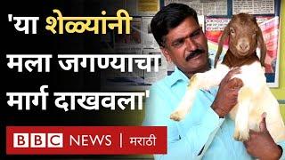 Goat farming business: Aurangabad चे शेतकरी दीड एकर शेती करून 12 लाखाचं घर कसं घेऊ शकले? BBC Marathi