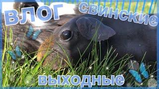 VLOG:Свинские выходные|едем на дачу|морские свинки|СВИНКИ с МОРЯ