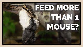 Can You Feed Snakes more than 1 Mouse / Rat at a Time?