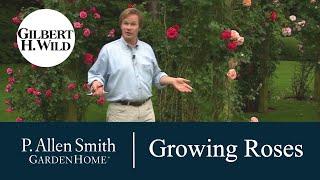 How to Grow and Care for Roses | Garden Home (1002)