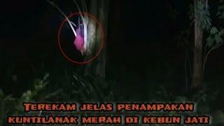 MISTERI PENGHUNI DI KEBUN JATI ANGKER TEREKAM JELAS KUNTILANAK MERAH