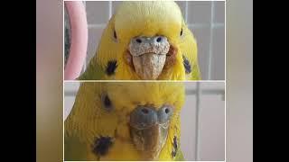 Клещ у волнистого попугая.  A tick in a budgerigar.