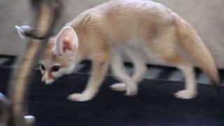 Sneaky Little Fennec Fox