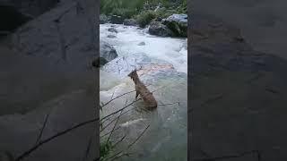 here u watch a great movement of wild goat in river