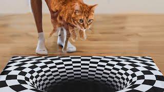 My Cat Vs Optical Illusion Maze