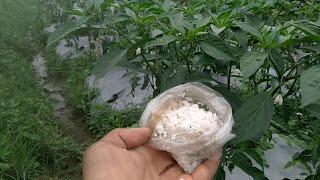 Benefits of table salt for plants and how to use it to be fertile