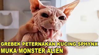 Grebek Peternakan Kucing Monster Alien -  sphynx