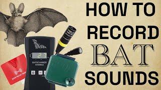 ambient talkie: ep 43 - so, you want to record bats? (part I)