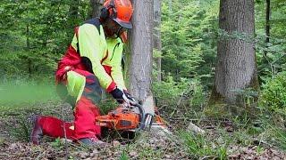 Baum fällen - sicher und richtig! Teil 2: Versetzter Fällschnitt  für Bäume bis 25 cm