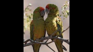 The Red-fronted Macaw:  Very Few left in the Wild