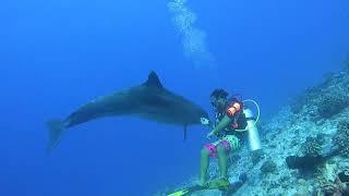 The dolphins of Rangiroa