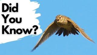 Things You Need To Know About SKYLARKS!