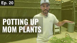 BuildASoil: HOW WE PREP OUR MOM PLANTS (Season 3, Episode 20)