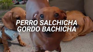 "Perro salchicha, gordo bachicha " || María Elena Walsh - Perro Salchicha