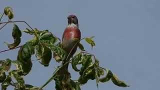 Bluthänflinge (Carduelis cannabina)