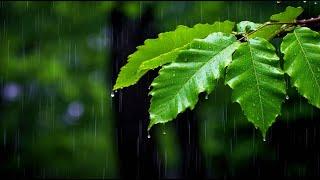 (No ad Breaks) Rainstorm Sounds for Relaxing or Deep Sleep  Gentle Rainfall for Instant Sleep