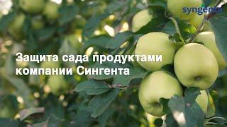 Защита сада продуктами компании Сингента - Ваш путь к успешному садоводству. Фунгицид Миравис