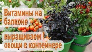 Мини-огород в квартире / 10 овощей которые можно выращивать в горшках