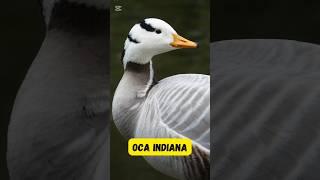 L'oca indiana