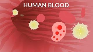 Human Blood Video | Blood Components | Blood Cells