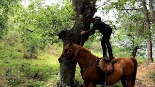 Encontramos un nido en un roble cuando veníamos a caballo.