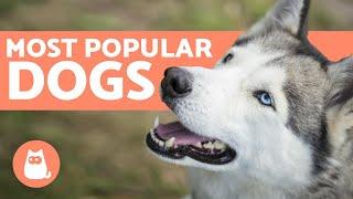 TOP 10 Most POPULAR Dog Breeds in the World