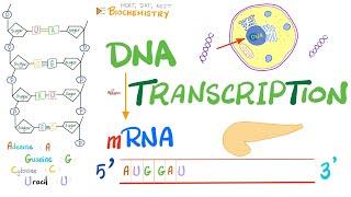 DNA Transcription (Converting DNA to RNA)