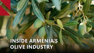 Along border with Iran, one grower pioneers olive production in Armenia