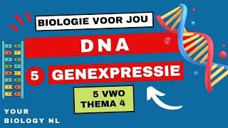 5 vwo | DNA | 5 | Genexpressie