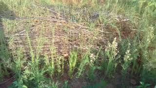 Ferme Biologique Maamoura.Permaculture Et Agroecologie au Maroc.