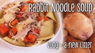 Rabbit noodle soup, a failed breeding, & a new litter