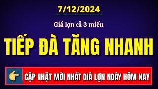 Giá heo hơi hôm nay ngày 7/12/2024 || Giá lợn cả 3 miền tiếp đà tăng nhanh