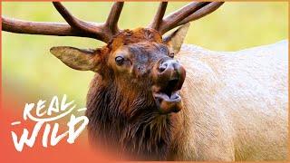 Discovering Colorado's Rocky Animal Empire [4K] | Expeditions With Patrick McMillan | Real Wild