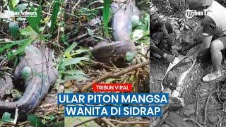 Wujud Ular Piton Dibelah Warga Seusai Telan Wanita Hidup-hidup di Sidrap, Kondisi Korban Mengenaskan