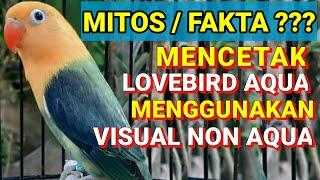 emang bisa ??? Mencetak Lovebird jenis Aqua menggunakan indukan non Aqua semua