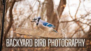 My Favorite Technique for Backyard Bird Photography - Wildlife Photography with the Nikon Z6