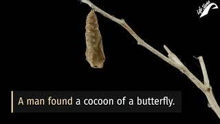 The Butterfly ( Struggles ) inspirational video